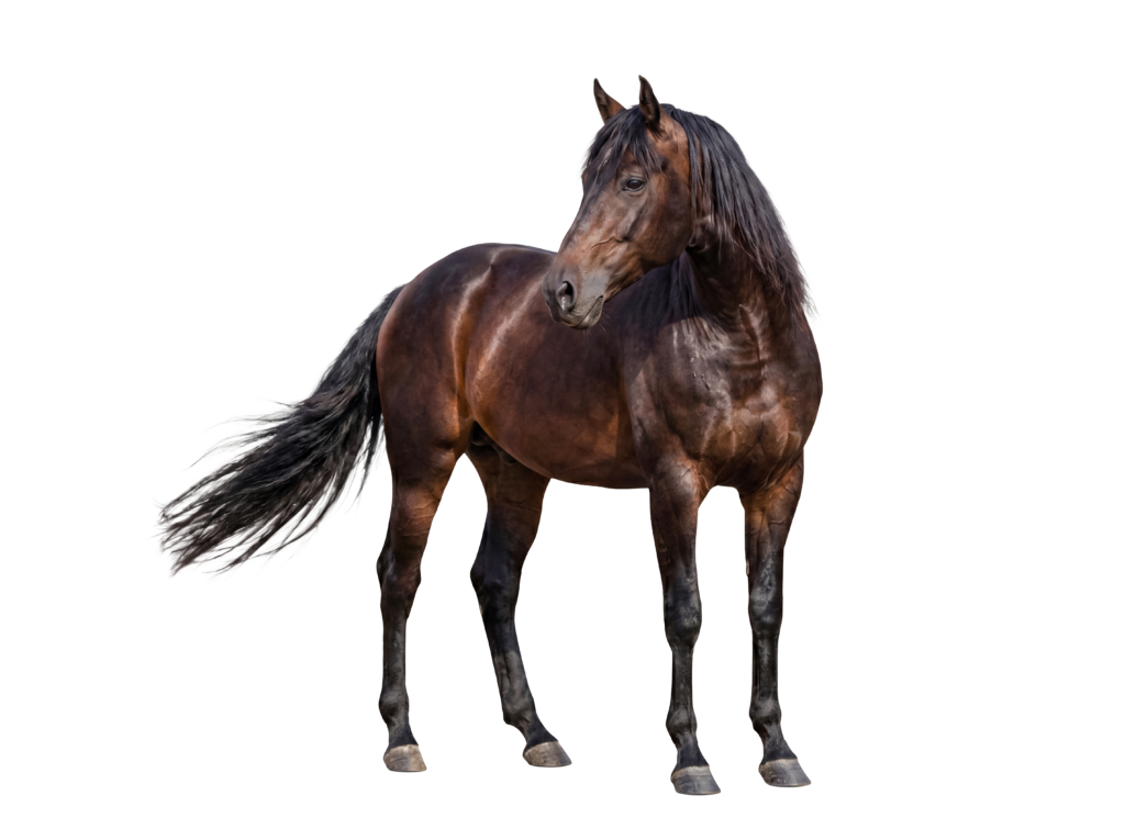 Fotografi av en brun hest