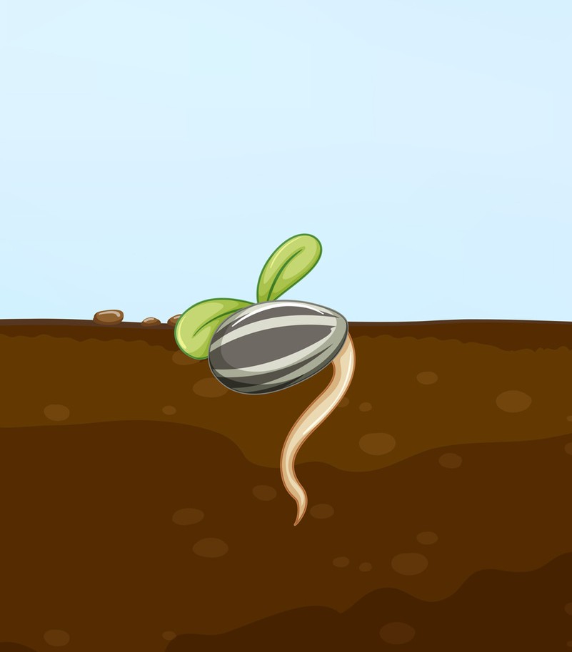 Et frø som ligger i jorda. Kimen vokser nedover og to små blader vokser på frøet