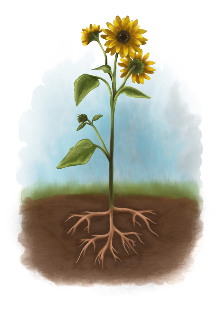 Illustrasjon av en solsikke med rot, stengel, blader og gule blomster