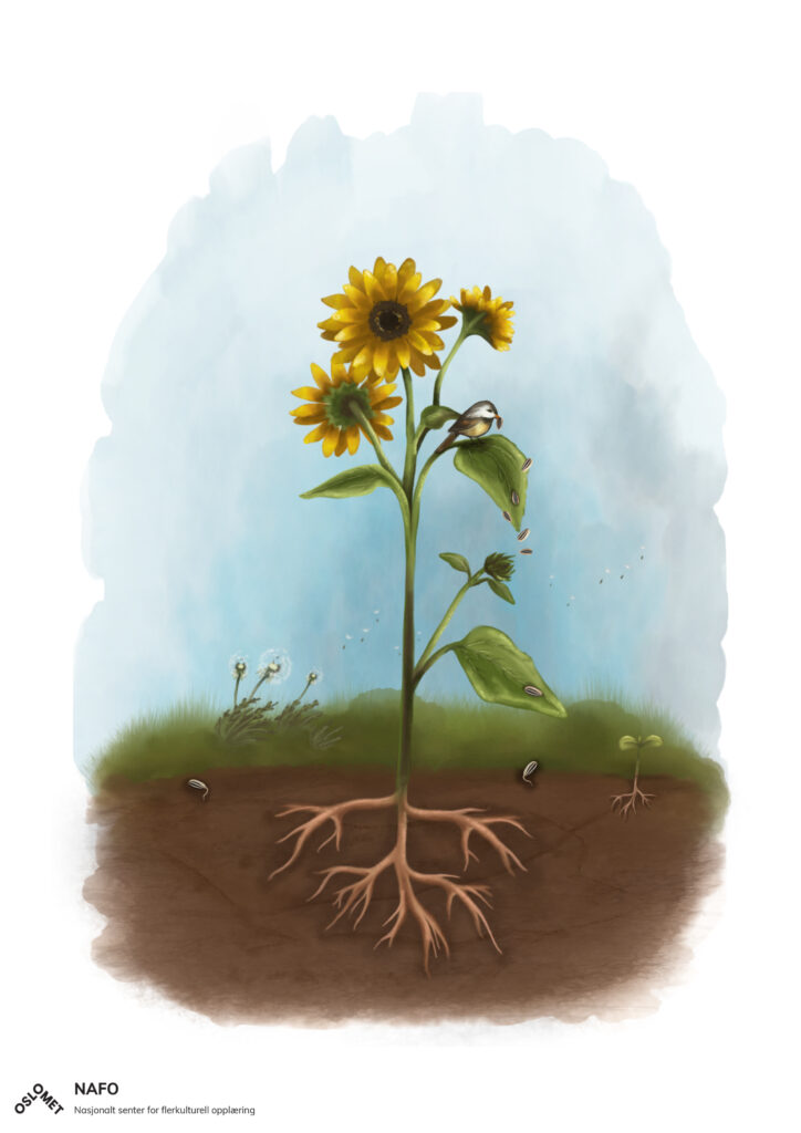 Illustrasjon av solsikkefrø i jorda, solsikker som har begynt og vokse og en solsikke med gule blomster.