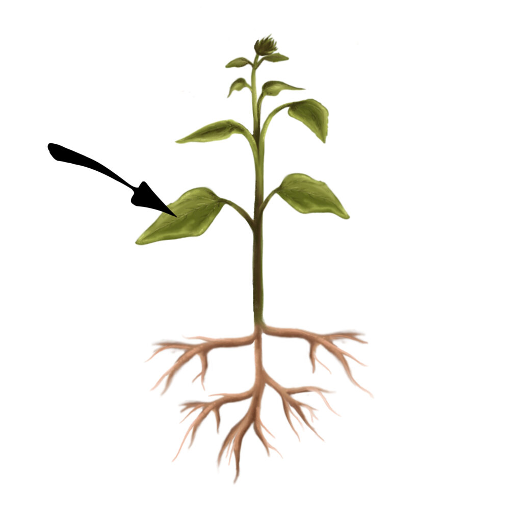 Illustrasjon av ei plante med pil til et blad