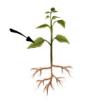 Illustrasjon av ei plante med pil til et blad