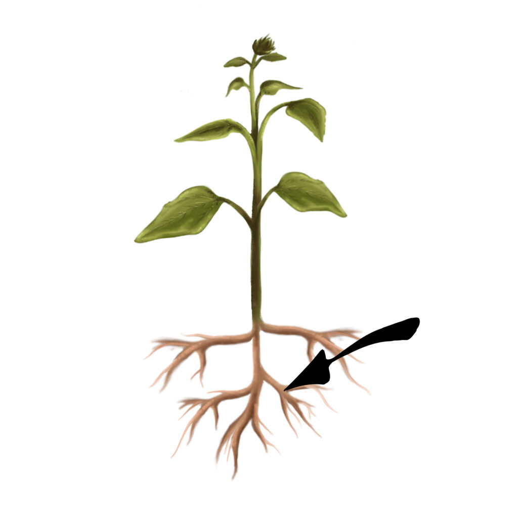 Illustrasjon av ei plante med røtter