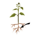 Illustrasjon av ei plante med pil til røttene