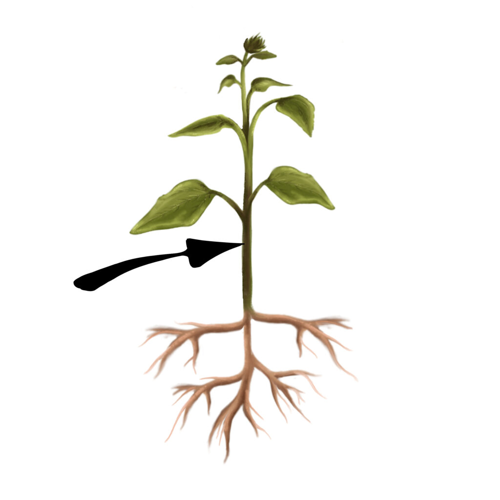 Illustrasjon av ei plante med pil til stengelen