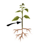 Illustrasjon av ei plante med pil til stengelen