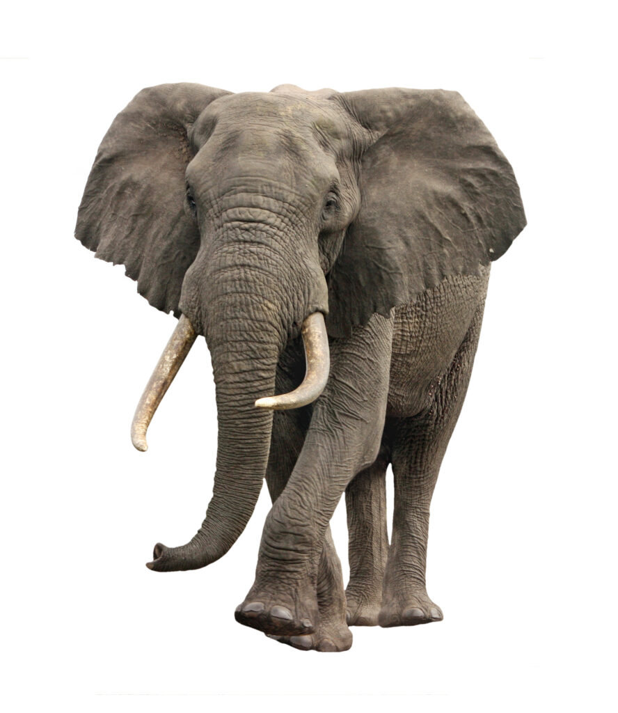 Fotografi av en elefant sett forfra